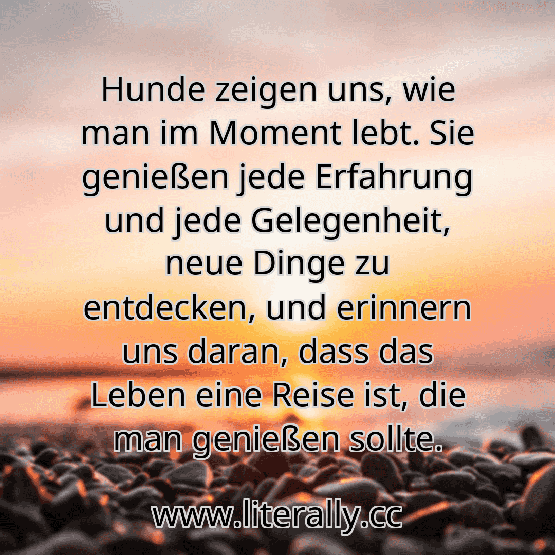 Hunde zeigen uns, wie man im Moment lebt. Sie genießen jede Erfahrung und jede Gelegenheit, neue Dinge zu entdecken, und erinnern uns daran, dass das Leben eine Reise ist, die man genießen sollte.
