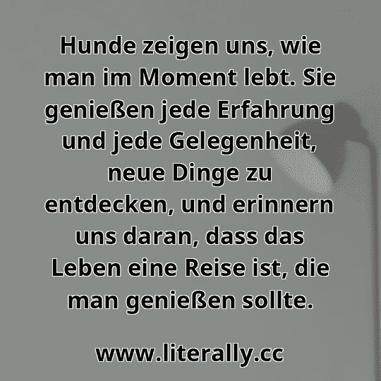 Hunde zeigen uns, wie man im Moment lebt. Sie genießen jede Erfahrung und jede Gelegenheit, neue Dinge zu entdecken, und erinnern uns daran, dass das Leben eine Reise ist, die man genießen sollte.
